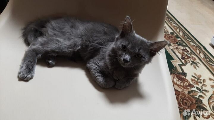 Курильский бобтейл