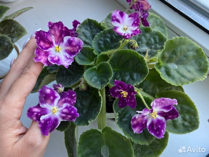 Фиалки разные, детки, взрослые, срез листов
