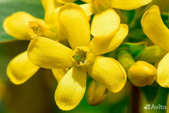 Nikon 55mm f/2.8 Micro MF