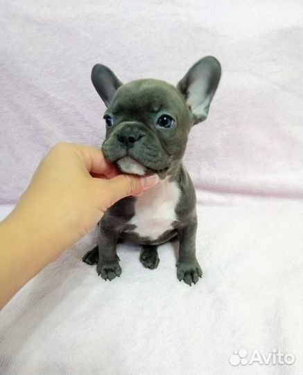 Голубые Щенки