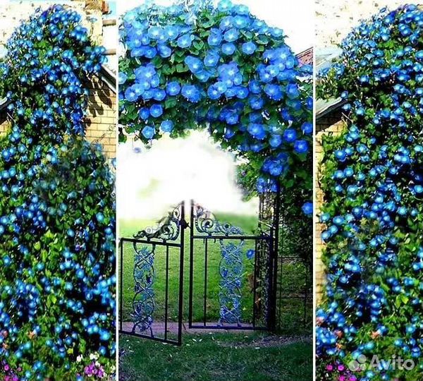 Ипомея небесная, голубая, крупная, 2022г