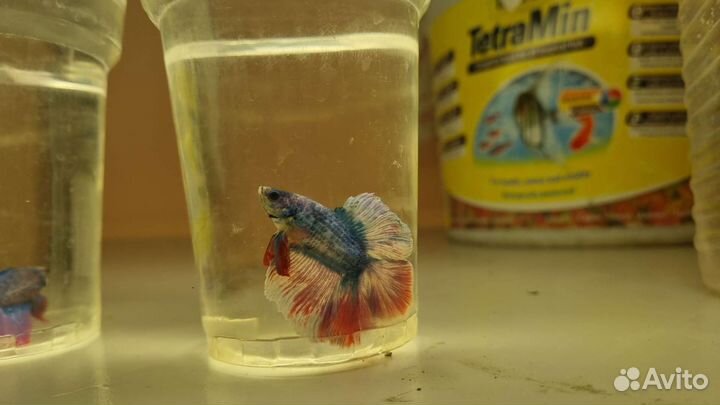 Аквариумные рыбки