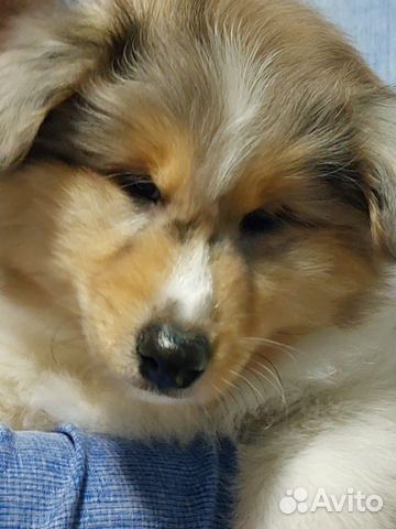 Собаки и щенки🐕 породы Колли: купить недорого в Красноярском крае | Цены  на собак | Авито