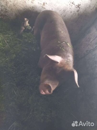 Свиноматка