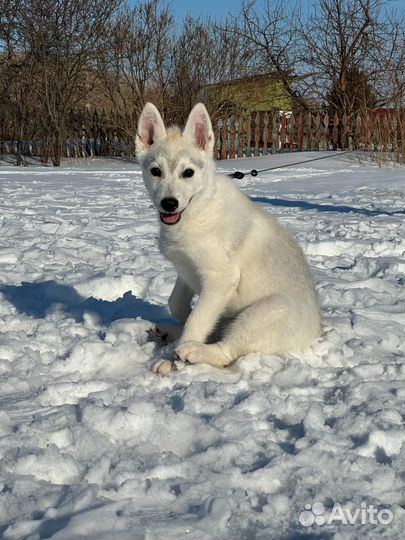 Щенок сибирской хаски