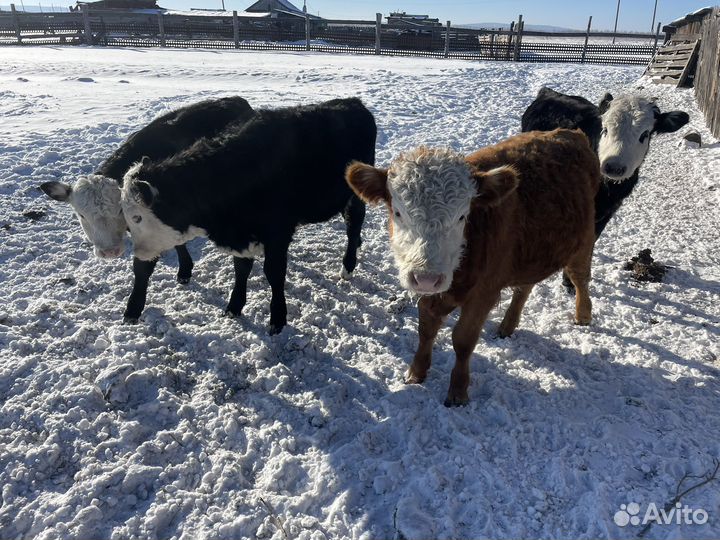 Продам телят