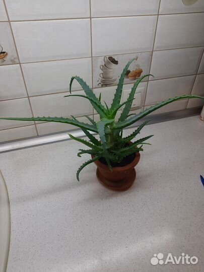 Алоэ лечебный