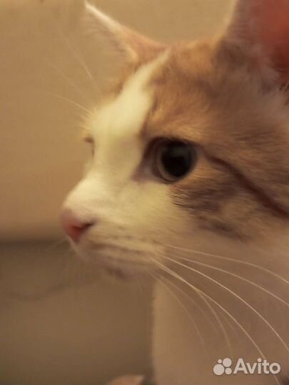 Котик в дар