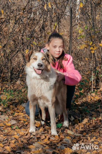 Собачка Душа в добрые руки