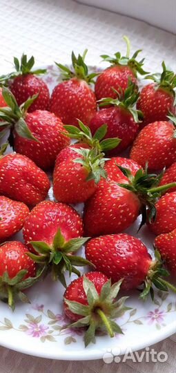 Саженцы Земляники садовой