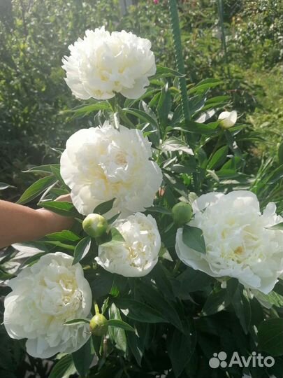 Пион белый Дюшес Де Немур