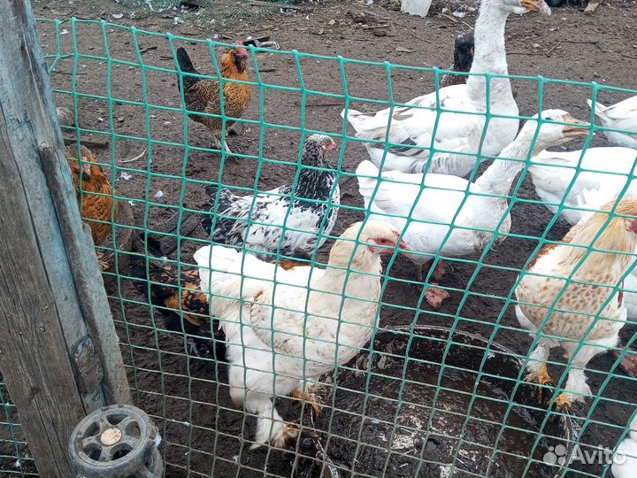 Петухи молодый