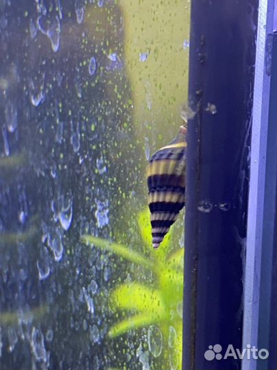 Хищная улитка Хелена 5 штук