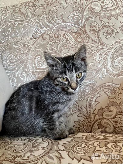 Котенок девочка в добрые руки бесплатно