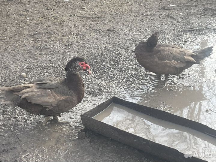 Индоутки крупные