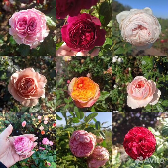 Роза кустарник опт