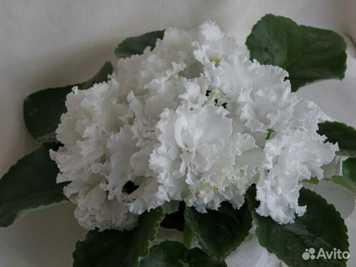 Листики и детки сортовых фиалок