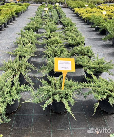 Можжевельник