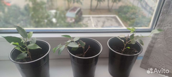 Фикус бенджамина