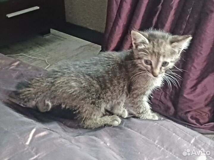 Опасные камышовые коты