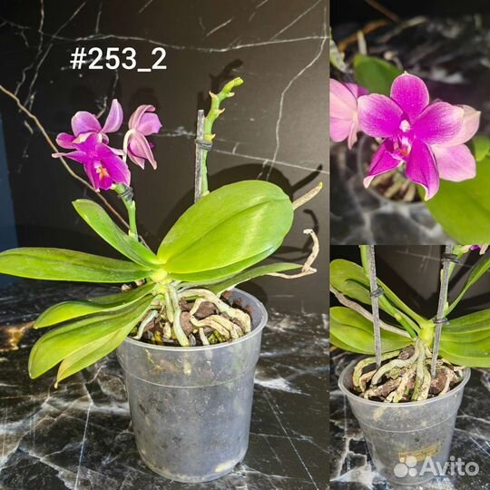 Орхидея фаленопсис ароматные