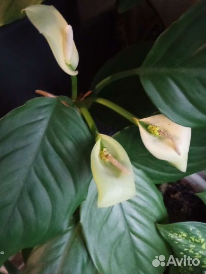 Аглаонема двух видов