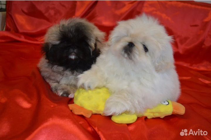 Щенки пекинеса