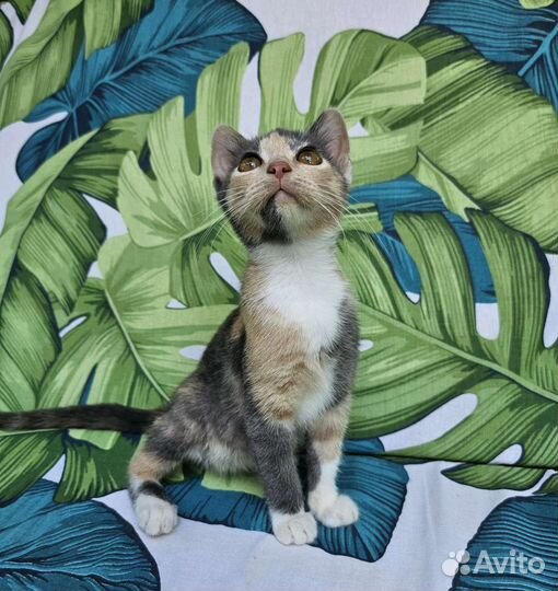 Котенок Туня