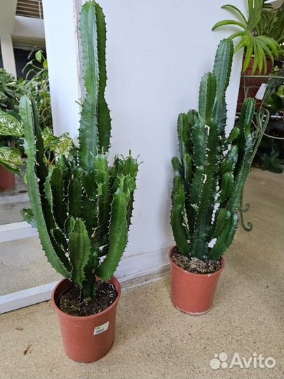 Кактус Мексиканский Эуфорбия Акрурэнсис на выбор