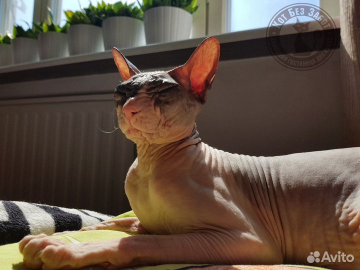 Уход за кошечкой на время отпуска, передержка