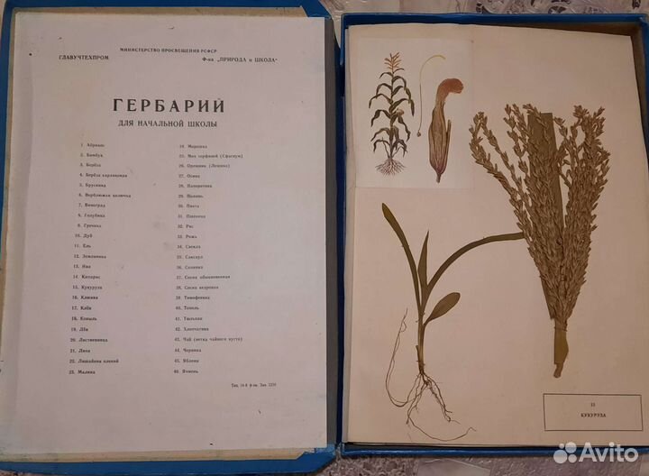 Гербарий для начальной школы