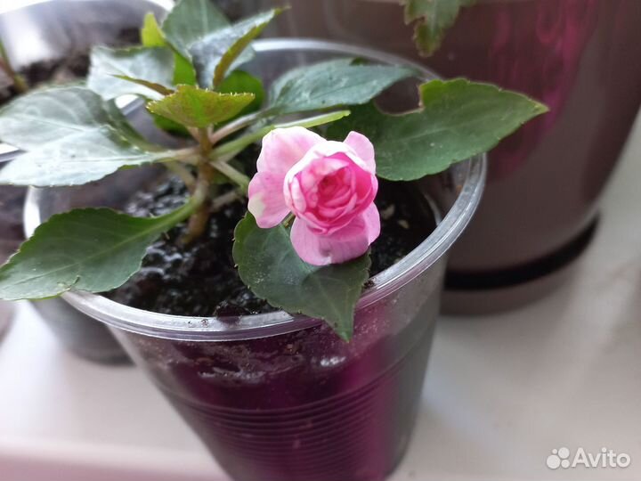 Бальзамин Мокрый Ванька комнатные цветы растения