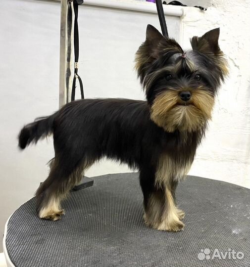 Стрижка собак бесплатно