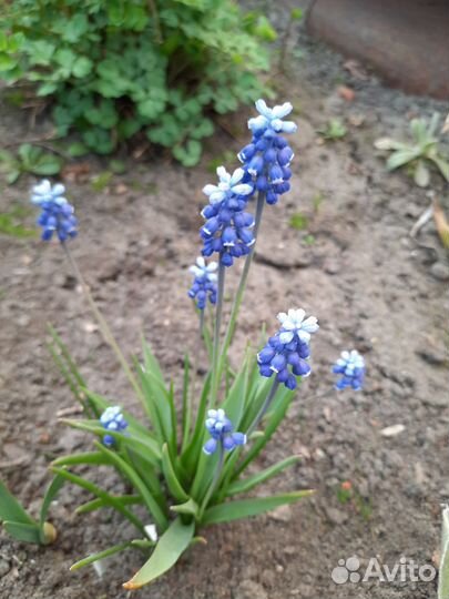 Многолетние цветы для сада