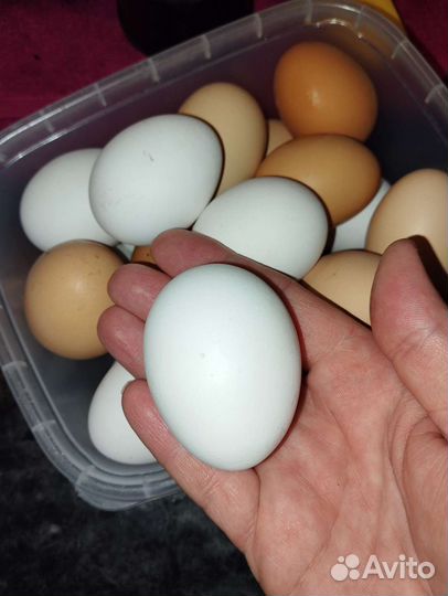 Домашние куриные яйца