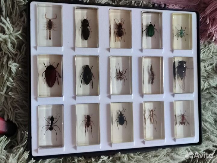 Насекомые в контейнере