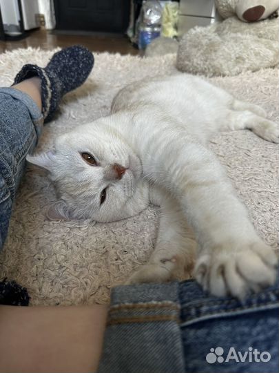 Британский кот вязка