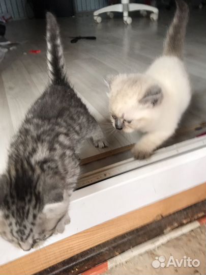 Котята в добрые руки мальчики