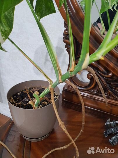 Монстера альба