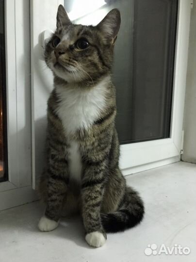 Домашнюю кошечку выкинули на улицу