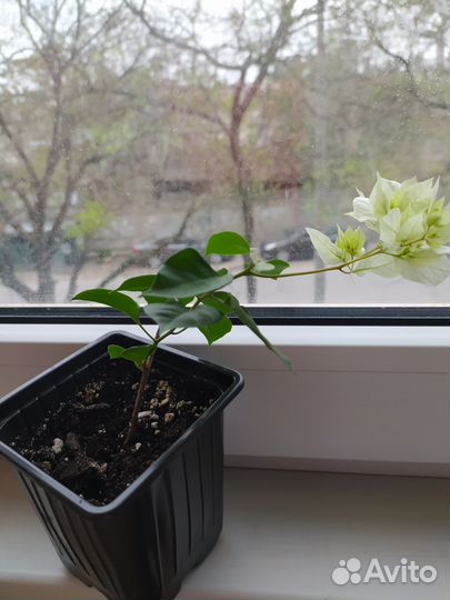 Бугенвиллея