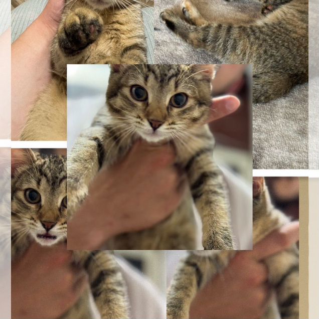 Котёнок в добрые руки