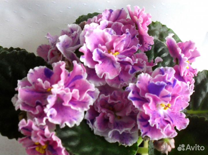 Продам сортовые фиалки