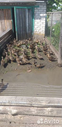 Утки подсадные для охоты