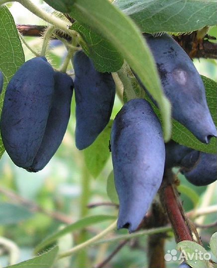 Саженцы жимолости Голубое веретено