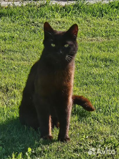 Котята в добрые руки бесплатно