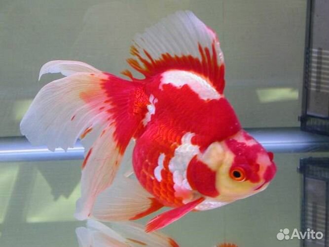 Рыбки, живые растения и другое