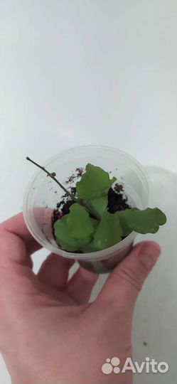 Хойя канькумариана