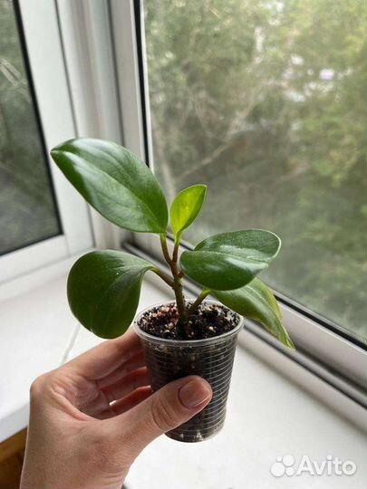 Пеперомия туполистная