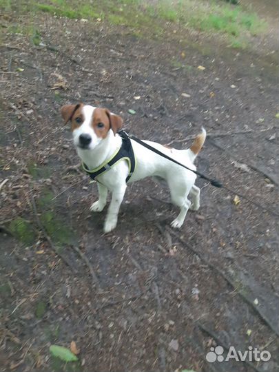 Случка кобель